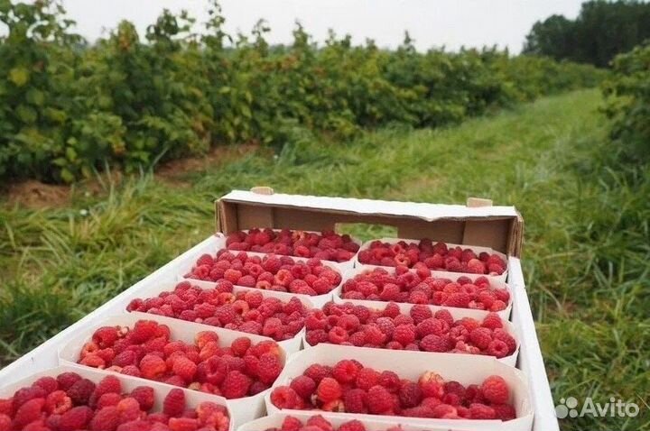 Саженцы малины