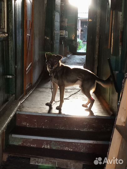 Сторожевой пес