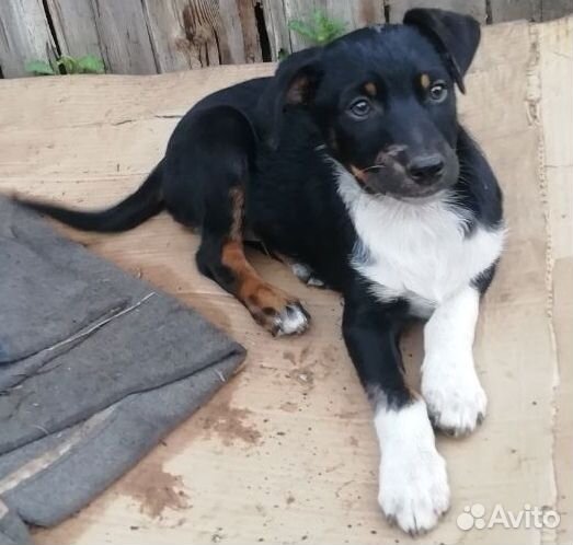 Щенки в добрые руки