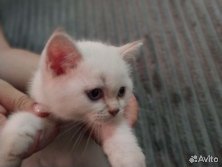 Шотланские чистокровные котики. Плюшевые