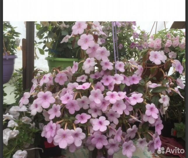 Ризомы Ахименесов