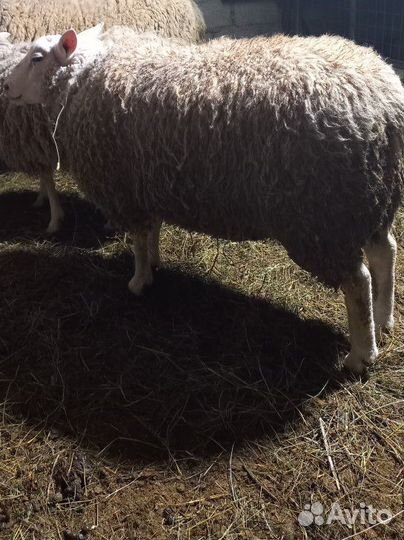 Баранчик Тексель голландский