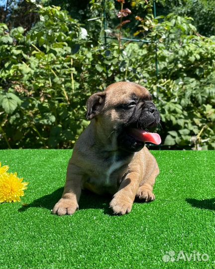 Французский бульдог щенки РКФ