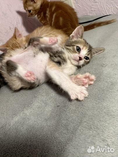 Котенок