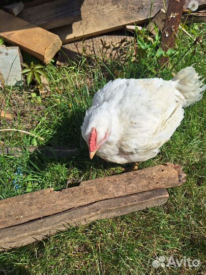 Цыплята бройлеры, можно на мясо живьём