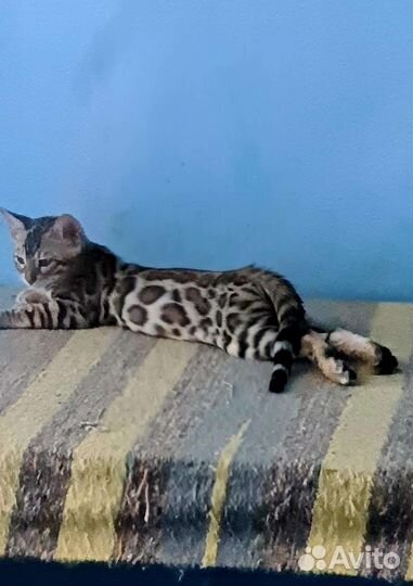 Красавчики