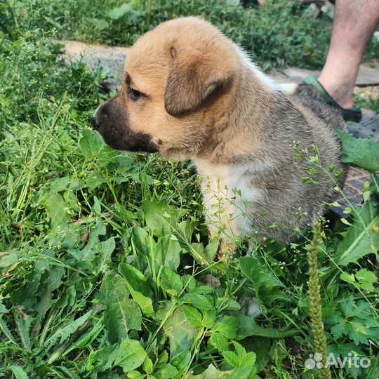 Отдам в добрые руки