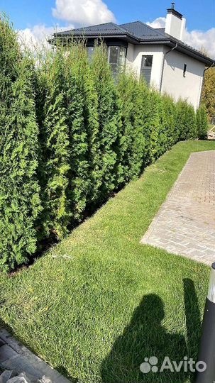 Туя Смарагд 2м