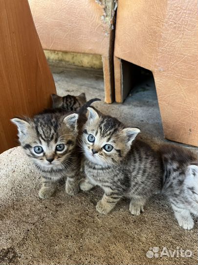 Британские котята