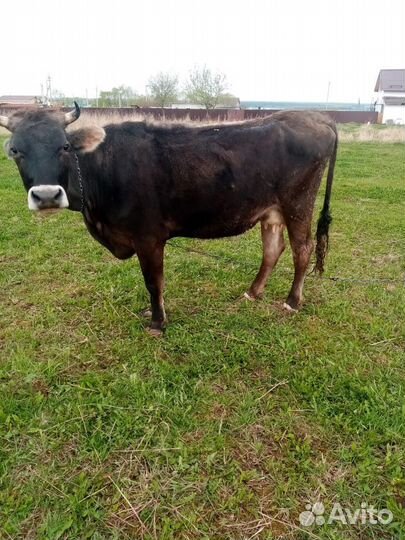 Корова Телка