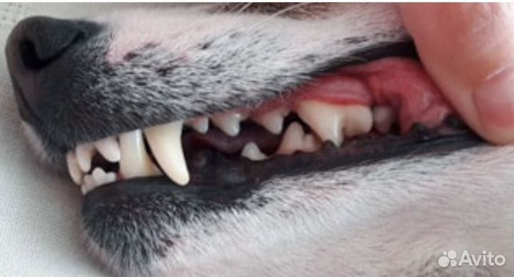 Ультразвуковая чистка зубов для собак