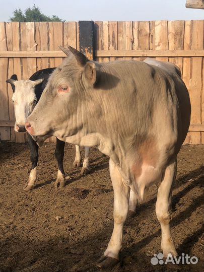 Бык Сементал