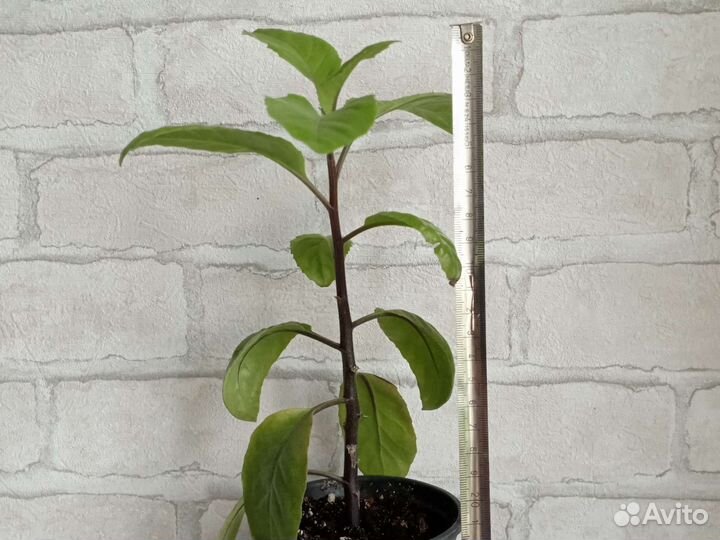 Джинура Прокумбенс