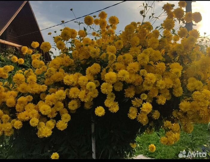 Многолетники для сада (часть1)