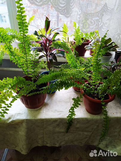 Папоротник