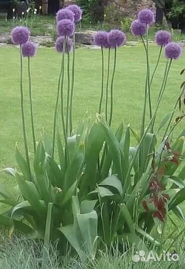 Лук Суворовский (декоративный)