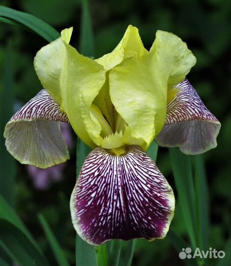 Солнцеивино бородатый ирис сортовой
