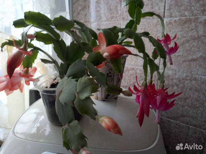 Декабрист розовый, красный, жёлтый, оранжевый