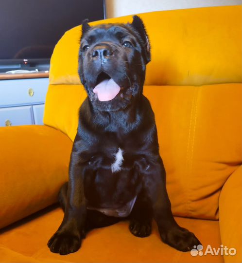 Щенок Кане Корсо