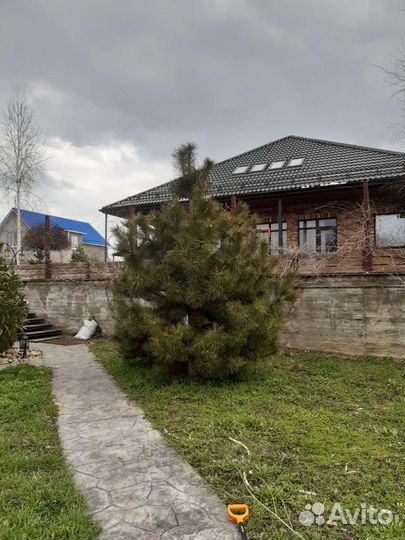 Спил деревьев,обрезка плодовых