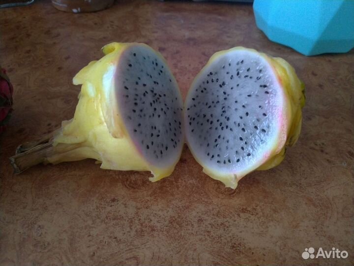 Питахайя жёлтая и красная рассада