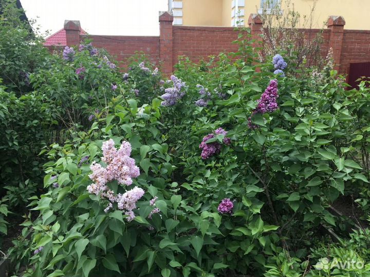 Сирени сортовые