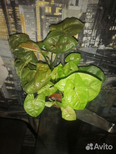 Сингониум Алюшн, Брокант