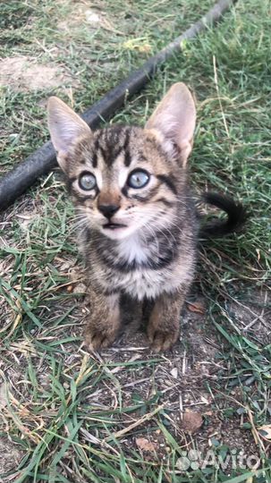 Котята в добрые руки бесплатно