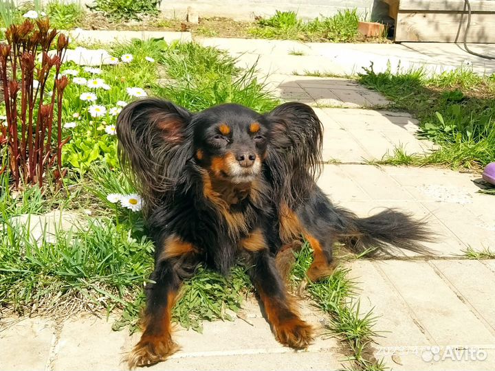 Щенки родились 7.08 папа русский той