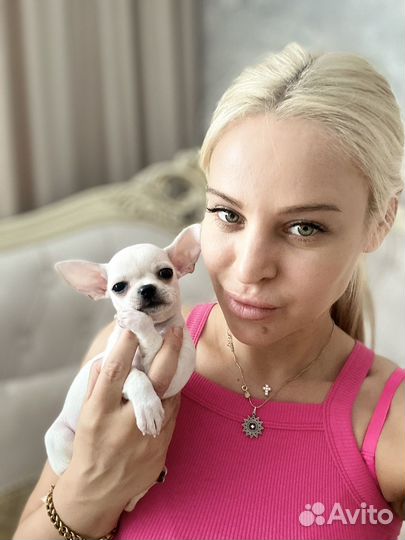 Чихуахуа девочка мини