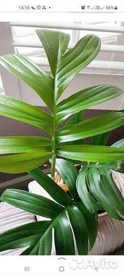 Рафидофора декурсива