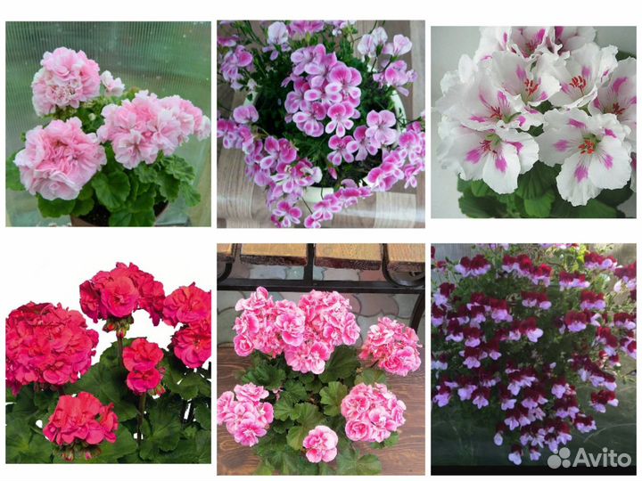 Продаю комнатные цветы