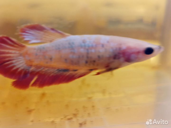 Рыбка петушок самки