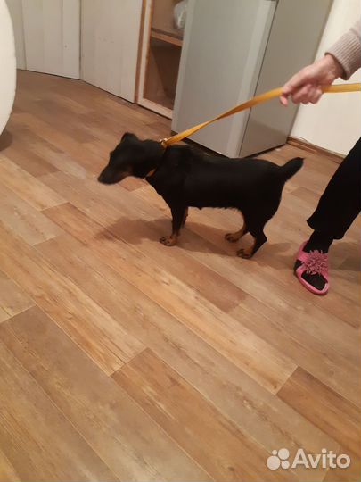 Немецкий ягдтерьер