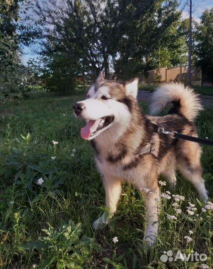 Кобель маламут ищет невесту
