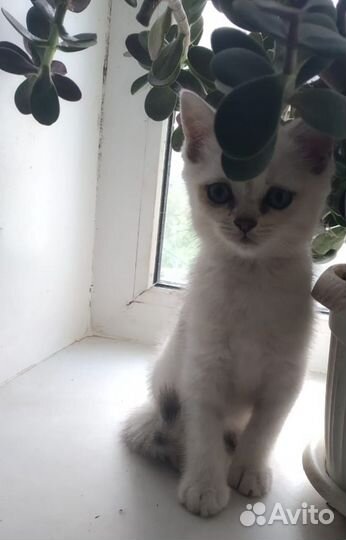 Шотладские котята