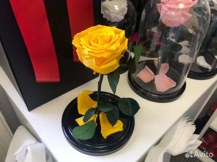 Живая роза жёлтая + бесплатная доставка