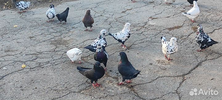 Голуби кинги