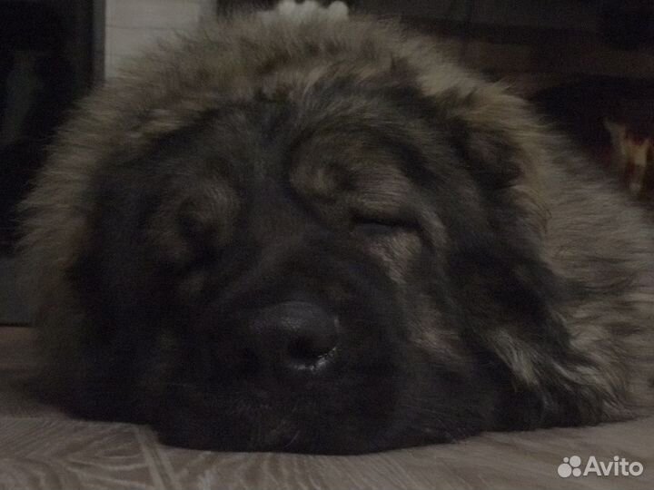 Кавказец на вязку)