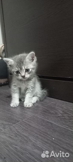 Отдам в добрые руки