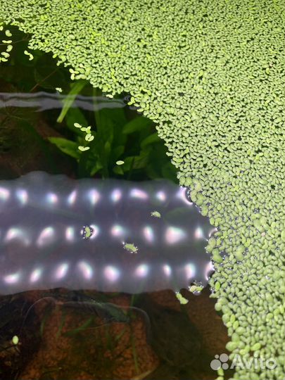 Растения для аквариума, прополка