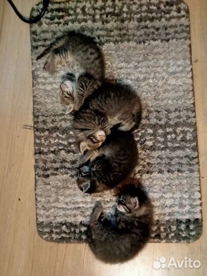 Котята