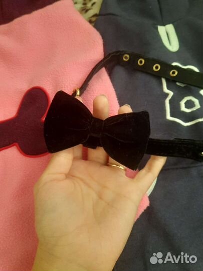 Одежда для собак