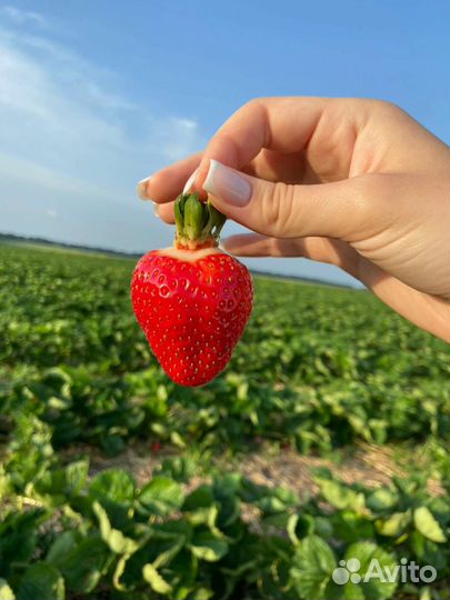 Рассада клубники азия