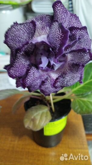 Комнатные растения цветы