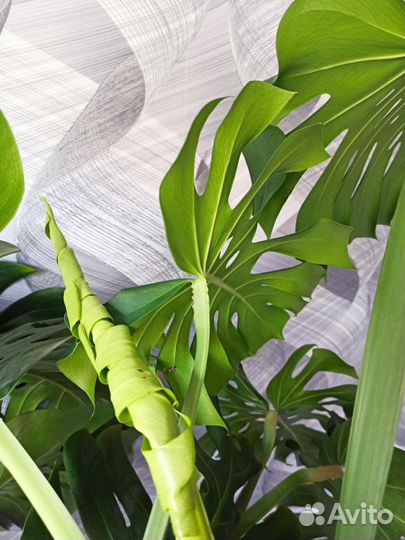 Монстера цветок для офиса/дома