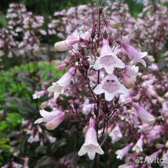 Кустарники и многолетники