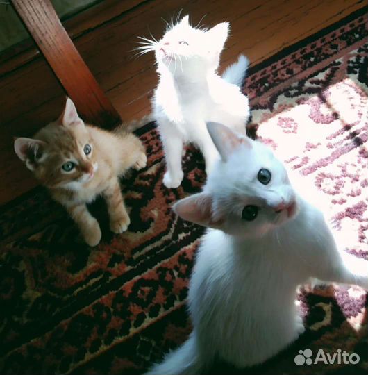 Милые котята 2 месяца