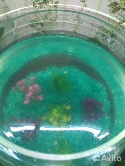 Аквариум