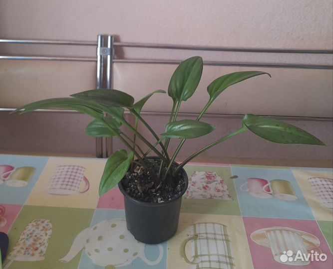 Комнатные цветы